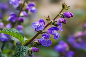 Vibrant Skullcap Blossom: Edible Purple Flower Blooming in Spring Garden