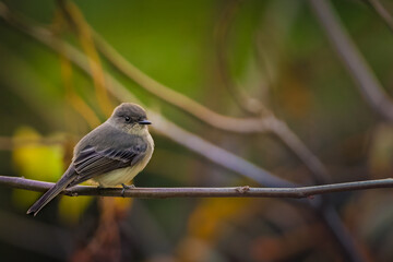 southwestern ontario songbird perched on beautiful colourul background on summer evening