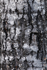 Fototapeta premium Birch Bark Texture Wallpaper