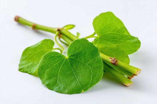 Detailed Closeup of Guduchi (Tinospora cordifolia) Fresh Green Leaves and Stems, Celebrating Herbal Traditions in Ayurvedic Medicine