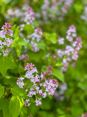 Close up of lilac blossoms in pink and white shades with lush green leaves bright background warm summer light evokes freshness growth serenity