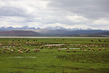 Sheep herds grazing across the vast Zhegu Grasslands in Lhozhag, Tibet, with alpine plains and distant Himalayan peaks, capturing traditional pastoral life on the Tibetan Plateau.