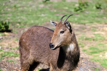Himalayan serow grazing near Kadruk Monastery in Lhozhag County, Lhoka (Shannan), Tibet.