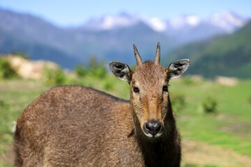 Himalayan serow grazing near Kadruk Monastery in Lhozhag County, showcasing the serene mountain landscapes of Shannan in Tibet..