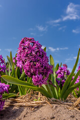 violet blue Hyacinth flower on blue sky background