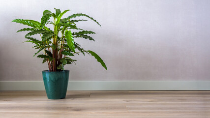 Plant against a gray wall mockup. Gray wall mockup with  plant and wooden floor
