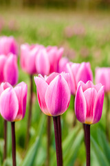 pink tulips in the garden