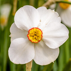 White daffodils close up