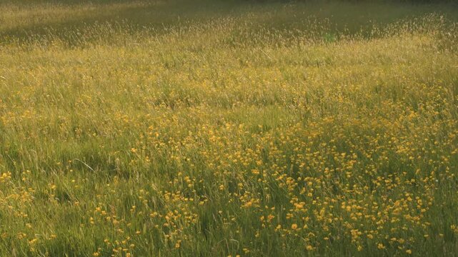 High Angle Wide View of Wildflower Meadow Filled with Yellow Buttercups, Breezy Spring Weather with Dappled Sunshine and Shade, Scenic Natural Landscape with Gentle Motion and Bright Seasonal Light