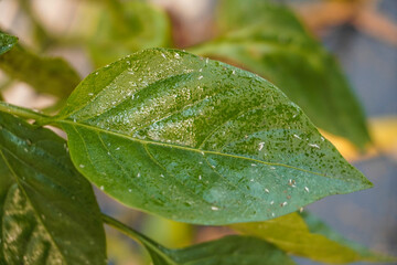 Problem of whitefly effect on leaves and branches of vegetables plants in field inside greenhouses, Whitefly Aleyrodes proletella agricultural pest on pepper leaf, Whiteflies on underside of leaves.