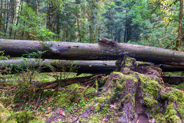 River in autumn fall forest with yellow trees and streaming water Ordesa national park Huesca Aragon Spain