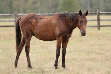 Obraz premium Underweight Equine: A Portrait of a Skinny Horse Struggling with Health Issues in an Outdoor Setting