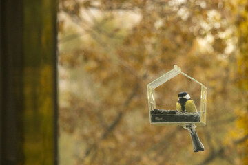 titmouse sits in bird feeder. blue tit feeder made of transparent plastic looks like small house. bird eats seeds and food. caring for wild animals in winter. tits fly in and eat the seeds. © MyJuly
