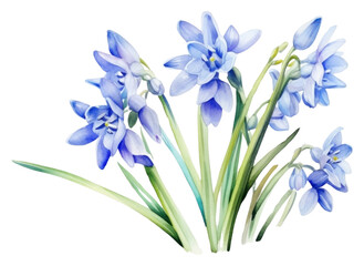 PNG Blue scilla siberica blossom flower plant.