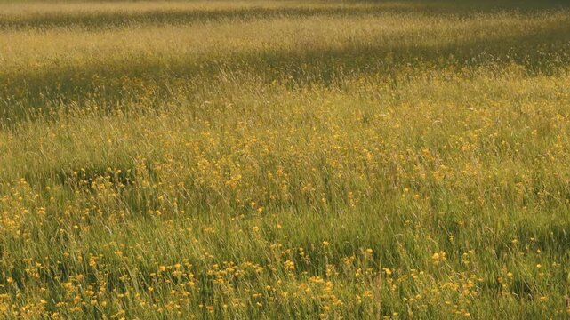 Wide View of Yellow Buttercup Meadow in Bright Sunny Windy Conditions, Flowers and Grass Swaying Across a Field with Large Shadows and Patches of Shade, Scenic Natural Landscape in Daylight