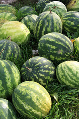 A pile of watermelons has been harvested.