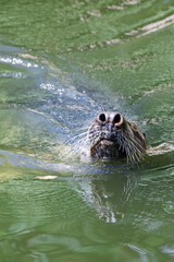 Fototapeta premium Close-up portrait of grey seal swimming in greenish water. Cute Atlantic seal with flared nostrils and thick whiskers above the water surface. Wild pinniped portrait in natural environment.