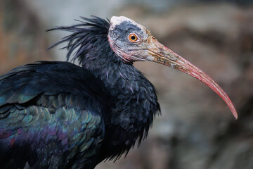Close-up portrait of northern bald ibis with blurred background. Hermit ibis or waldrapp (Geronticus eremita) with glossy black plumage, long red curved beak and unfeathered face and head.