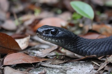 Naklejka premium Southern Black Racer Snake on the Hunt at Mead Botanical Gardens in Winter Park, Florida