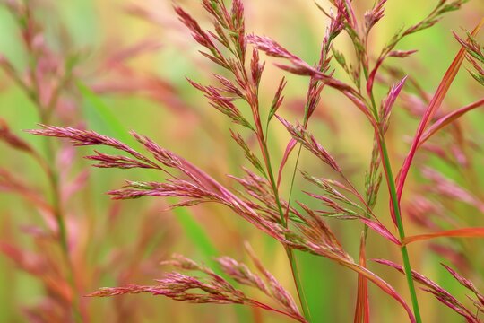 Late Summer Shenandoah Grass Clumps with Red-tipped Heads and Lush Green Leaves in Garden Background