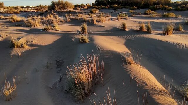 Panoramic view at sunset along a wooden boardwalk over the beach dunes. Pan Right. Wooden walkways installed to protect the dunes and their flora and fauna, on Riumar beach in Catalonia, Spain.