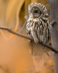 Ural owl perched quietly on a tree branch in autumn forest.