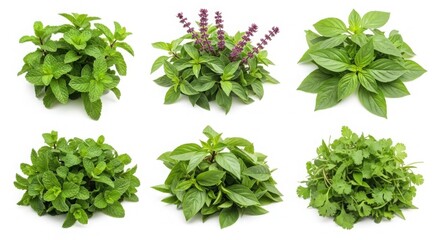 Obraz premium Fresh Green Culinary Herb Plants Isolated On White Background For Cooking And Healthy Eating
