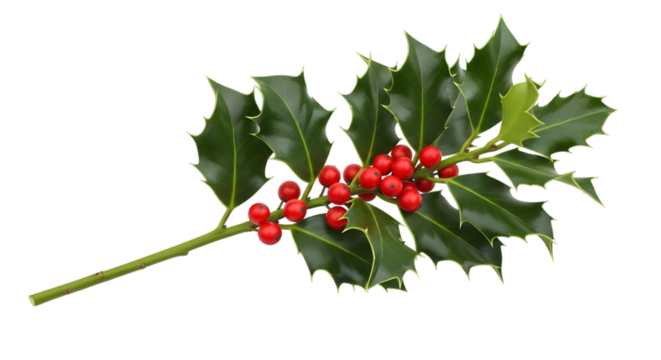 A long branch of holly with numerous red berries and sharp green leaves