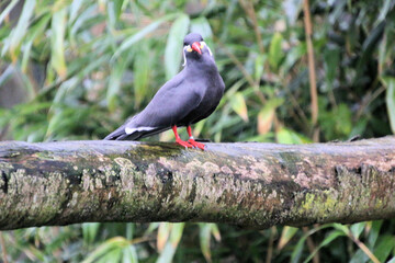 A close up of an Inca Tern at Martin Mere Nature Reserve