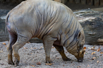 Unique wild animal foraging in natural habitat with textured skin