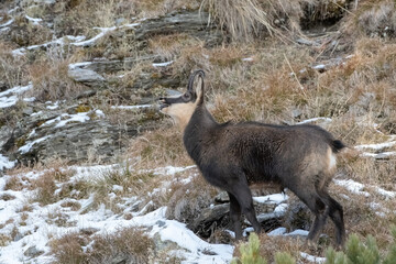 Male alpine chamois standing in a snowy alpine grassland during rutting season, Rupicapra rupicapra, Italian Alps.