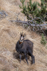 Male alpine chamois or wild mountain goat (Rupicapra rupicapra) standing in a grassy meeadow, Italian Alps.