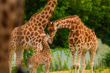 family of Giraffe Giraffa camelopardalis,with a baby. sticking out blue tongue