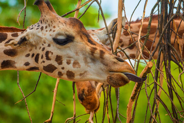 family of Giraffe Giraffa camelopardalis,with a baby. sticking out blue tongue