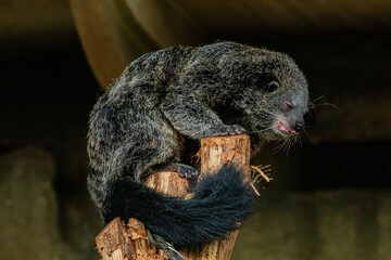 Arctictis binturong bearcat.