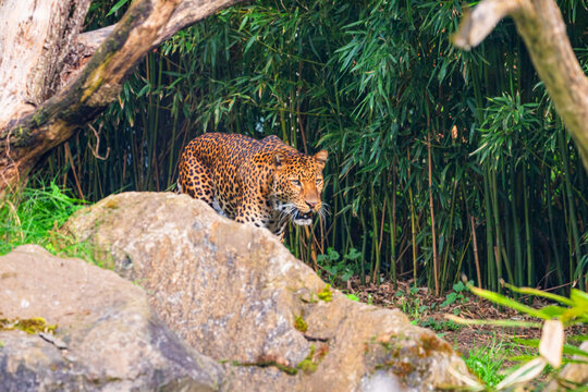 Male Javan leopard Panthera pardus melas of Java, Indonesia.