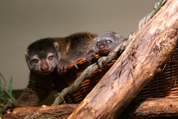 cute wild bear cuscus aulirops ursinus arboreal