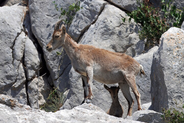 Iberian ibex, Capra pyrenaica, goat with lamb, Spain.