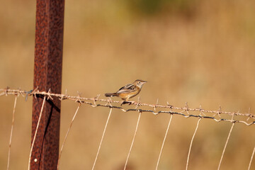 Zitting cisticola, Cisticola juncidis, at a fence