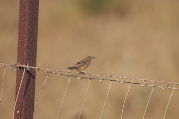 Zitting cisticola, Cisticola juncidis, at a fence