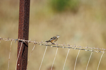 Zitting cisticola, Cisticola juncidis, at a fence