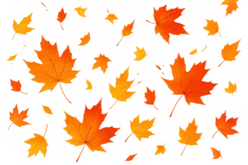 Autumn maple leaves falling, vibrant orange and yellow colors, seasonal design elements, transparent background