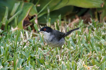 Sardinian warbler, Curruca melanocephala, on a meadow