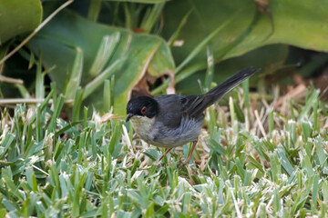 Sardinian warbler, Curruca melanocephala, on a meadow