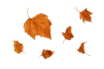 Autumn leaves falling on transparent background, capturing the vibrant colors of seasonal change and natural beauty