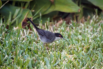 Sardinian warbler, Curruca melanocephala, on a meadow