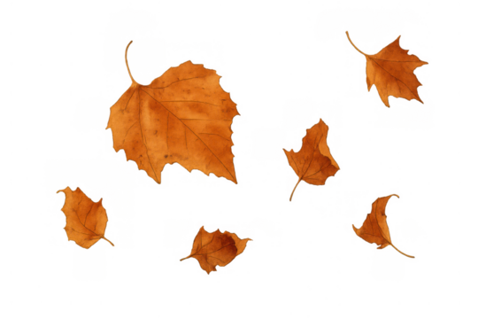 Autumn leaves falling on transparent background, capturing the vibrant colors of seasonal change and natural beauty