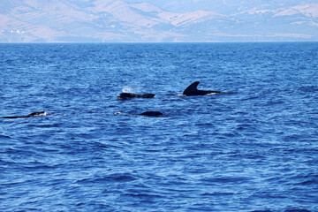 Group of long finned pilot whales, Globicephala melas, Strait of Gibraltar