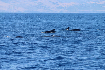 Group of long finned pilot whales, Globicephala melas, Strait of Gibraltar