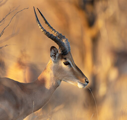 impala antelope in kruger national park © Crispin